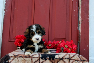 puppy, for, sale, Toy Poodle, Matthew B. Stoltzfus, dog, breeder, Gap, PA, dog-breeder, puppy-for-sale, forsale, nearby, find, puppyfind, locator, puppylocator, aca